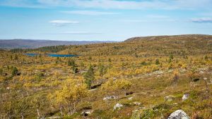 I den finländska berggrunden gömmer sig många skatter. Syksyistä erämaata, keltasävyistä, tunturikoivuja, taustalla taivasta