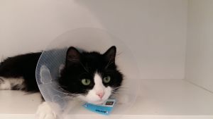 Hittekatter sköts om på djurhemmet. En svartvit hittekatt med en plaststrut och en blå lapp kring halsen.