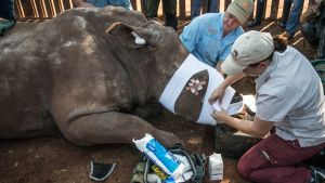 Sydafrikanska veterinärer plåstrar om en noshörning som lämnats att dö av tjuvjägare som först huggit av norshörningens horn. Bilden är tagen den 20 augusti 2015 i Bela Bela, norr om Johannesburg. Sydafrikanska veterinärer plåstrar om noshörning som lämnats att dö av tjuvjägare som först huggit av norshörningens horn. Bilden är tagen den 20 augusti 2015 i Bela Bela, norr om Johannesburg.