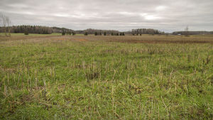 Så kallade fånggrödor som används vid gröngödsling kan samla upp runt 20 kilo kväve per åker som lagras till nästa sommar istället för att läcka ut i närliggande vattendrag. Luomuviljelijä Magnus Seleniuksen pelto