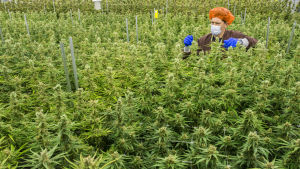 På lördag får nyzeeländarna också rösta om att legalisera cannabis och eutanasi. Godkänns eutanasi väntas nya lagar träda i kraft automatiskt, medan ett godkännande av cannabis kräver att lagstiftare godkänner lagändringen först. Cannabis odling.