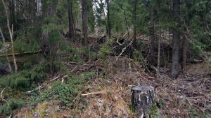 Finns källan någonstans i närheten? Skogsparti längs Vandrarens lycka i Borgå.