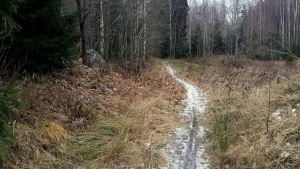 Den omtalade källan torde ligga uppe i skogen till vänster om stigen. Skogsväg i Borgå.
