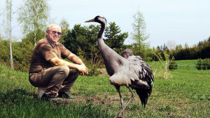 Luontoaktivisti ja tutkija Jouko Alhainen on omistanut elämänsä kurjille.