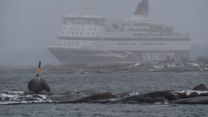 Viking Lines fartyg Gabriella anlöpte hamnen i Helsingfors i morse efter en stormig natt ute till havs. Viking Gabriella anlöper hamnen i Helsingfors i snöyra efter en stormig natt morgonen den 2.1.2019.