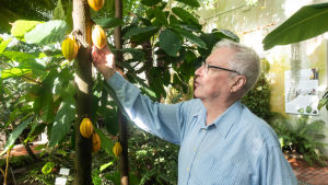 Professor emeritus i u-landsskogsskötsel Olavi Luukkanen säger att kakaoträdet lämpar sig bra för så kallad agroforestry, jordbruk som kombinerar odling av nyttoväxter, och ibland boskapsskötsel, med att bevara skogen. Olavi Luukkanen