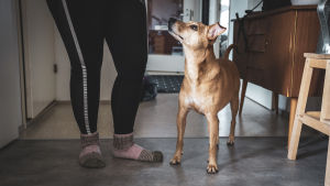 Hunden Lucky står inomhus bredvid Stefanie och tittar upp.