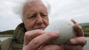 Sir David Attenborough on intohimoisen kiinnostunut linnunmunista. 
