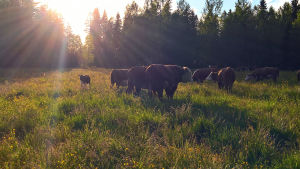 Mats Holmqvist har världens vackraste arbetsplats. En sommaräng i solnedgången, kor betar på ängen.