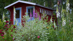 Familjen Björklund-Rissanens trädgård är vacker som ett svenskt vykort. Blommor framför ett rödmålat lider med blå dörrar. Sommar