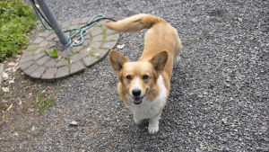 Det här är Sylvi. Hon tycker radioredaktören är jättetråkig som inte hinner kasta boll, eller egentligen grankott, med henne. En hund (welsh corgi) på en grusgång.