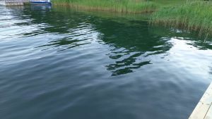 Inga blågröna alger på östra sidan av Kalmarnäs, Jomala på Åland den 23 juli 2019.