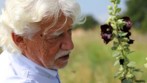 Klaus Mandery på spaning efter insekter Klaus Mandery på spaning efter insekter