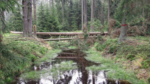 Det finns oändliga kilometrar diken i Finlands skogar. Hur skulle landskapen se ut om dikningen aldrig genomförts? En bäck går genom en skog. Ett träd har fallit över bäcken.