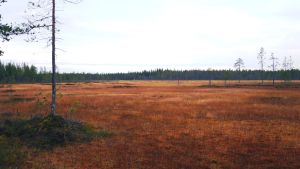 Kyllä tällaisessa maisemassa kelpaa uivelonkin pesiä Maisema suolta Pyhätunturilla