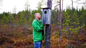 Uivelokannat ovat nousseet pöntötyksen ansiosta Uivelon pönttöä laitetaan puuhun