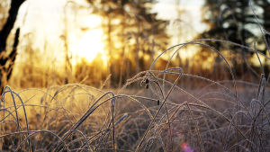 Frost i gräset i soluppgången