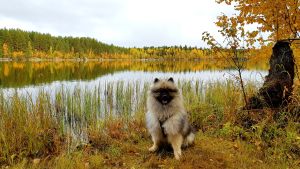 Magnus Sjöholm fotograferade hunden Eddie vid Molnträsket i Vasa. Hunden Eddie i ett vackert höstlandskap, Molnträsket, Vasa.