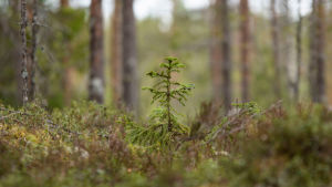 Kuusentaimi metsässä