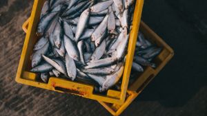 Mycket av den fisk vi äter innehåller plastpartiklar. Fiskfångst i gula lådor