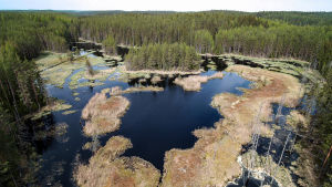Majavien luoma, lähes luoksepääsemätön räme tarjoaa monimuotoiselle elämälle rauhallisen asuinsijan.