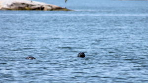 Hylkeet oleskelevat pääosin vedessä ja pistävät vain kuononsa pintaan hengittääkseen. Två sälhuvuden guppar i havet.