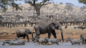 Kuusiosainen luontosarja seuraa vuoden ajan elämää Serengetin savanneilla.