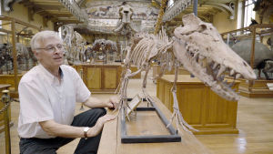 Pakicetus oli nykyvalaan esi-isä, joka käveli vielä neljällä jalalla. Tohtori Christian De Muizon esittelee Pariisin luonnontieteellisessä museossa esillä olevaa fossiilin mallia. Miten luonnonhistorian myyttiset eläimet kehittyivät?