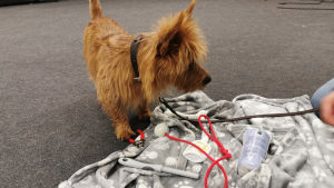 Terrier med ägare tränar frivillig hantering, med bra belöningar. Hund och ägare på kurs i frivillig hantering.