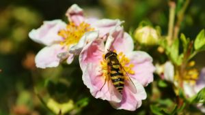 Blomflugan är mindre än getingen, den har stora rödbruna ögon och saknar getingens långa antenner. En blomfluga mumsar på en rosa blomma.