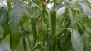 Företaget säljer fler olika sorters chili. Chilin växer på en planta.