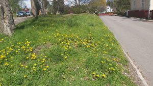 Oklippta grönområden blir små oaser för pollinerare som här vid Vakttornsgatan. Oklippta grönområden mitt i staden blir oaser för pollinerarna.