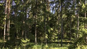 Många hundar njuter av att få röra sig fritt i skogen. (Arkivbild.) Vanlig skog med gran, tallar och lövträd. Sol, sommar.