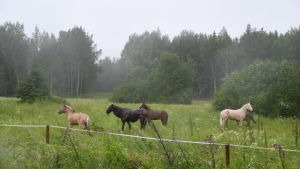 Området där stugbyn ska byggas är i dag en landsortsidyll med betande hästar. Hästar på en äng