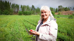"Det är viktigt att vi tar hand om varandra och att alla behandlas lika oavsett varifrån de kommer", säger jordgubbsvärd Pirjo Holmén. Pirjo Holmén, en dam med ljust hår och en ljus jacka, står på en odling med en jordgubbe i handen.