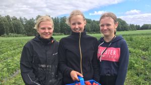 Vilma Wide, Sandra Nynäs och Olivia Werner är glada över sitt jobb. Bärplockare i landet