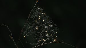 hämähäkin seittiä