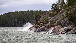 Nagu. Det skummar om vågar som under en storm slår mot röda klippor i skärgården. Längst ut på klippan står en ensam tall.