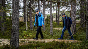 Där det är möjligt, kommer man att använda sig av befintliga djurstigar. aaro söderlund och Inguar Karlsson-Parra går en naturstig i skogen