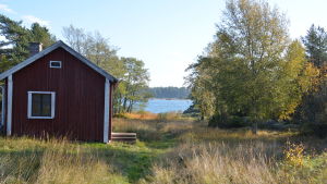 Även om stuginbrotten ökat i flera regioner har de minskat i Österbotten och Uleåborg, uppger polisen. En röd stuga i skärgården på hösten, vattnet syns mellan träden.