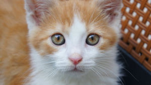 Om du adopterar en katt kan du hjälpa en utsatt hemlös katt att komma till ett bra hem. Porträttbild på kattunge.