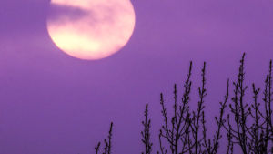 Kuu violetilla taivaalla, edustalla heiniä.