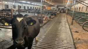 Varje expansion av en modern ladugård kräver enorma investeringar. I Niclas Sjöskogs fähus sköter robotar om både mjölkning och städning. En svart ko står mitt i gången i ett stort fähus.