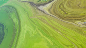 En grötig massa av cyanobakterier bildar ett vackert mönster i den ukrainska floden Dnepr.