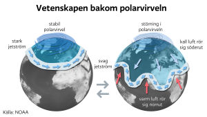 Polarvirveln, högt uppe i stratosfären, påverkar jetströmmen längre ned, den som ger oss vårt väder. Infografik av stabil och instabil polvirvel.