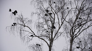 En flock kajor i ett träd intill Pargas kyrka. Kajan syns ofta vid fabriker och kyrkor. Om det blir en riktigt kall vinter kan kajan dra söderut, men numera spenderar den oftast vintern i Finland. En flock kajor i ett träd.