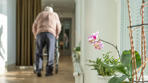 Äldreservicen i Raseborg ska lägga mer krut på förebyggande arbete, bland annat hur man förhindrar fallolyckor. En äldre man har ryggen vänd mot kameran, går med rollator i korridor