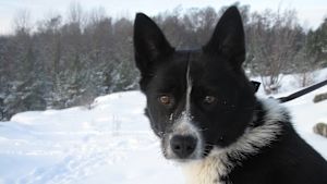 Den karelska björnhunden Turre är trots sin unga ålder en mästare på att spåra mink och mårdhund. Hund tittar in i kameran