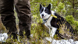 Den karelska björnhunden Zarmi är guld värd då det ska hittas och jagas mårdhund. jakthund