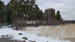 Edelfeltsstranden får kanske en egen båthamn eller brygga för kanoter. Tomt sedd från stranden med höga träd i förgrunden.